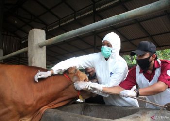 Lamongan kembali mendapat tambahan vaksin Penyakit Mulut dan Kuku (PMK). Gambar hanya Ilustrasi.