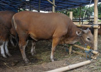 Wabah PMK Sebabkan Harga Hewan Kurban Naik Signifikan