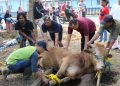 Pedoman Lengkap Syarat Qurban Idul Adha