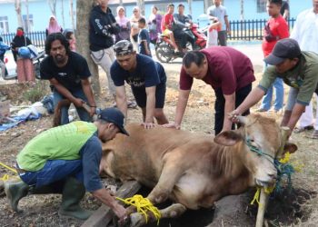 Pedoman Lengkap Syarat Qurban Idul Adha